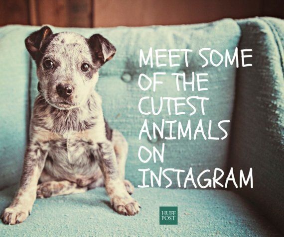 Cute Animals You Need To Follow On Instagram Right Now | HuffPost Australia