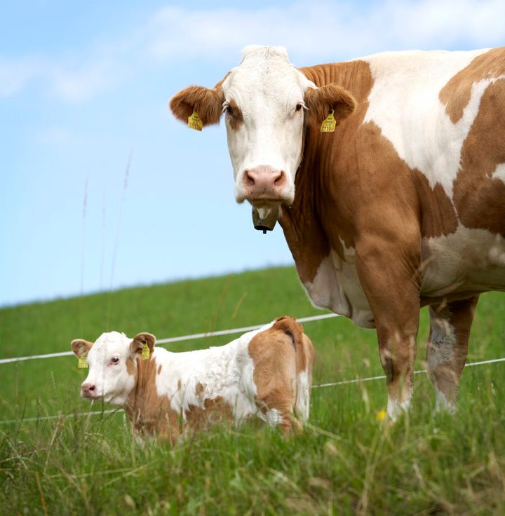 One possible reason why dairy products contain casomorphins is to encourage calves to drink the mother's milk.