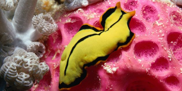 Flatworms attempt to impregnate one another. This is not made up.