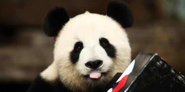 ADELAIDE, AUSTRALIA - AUGUST 23: Fu Ni the giant panda is treated to specially prepared panda treats for her birthday at the Adelaide Zoo on August 23, 2015 in Adelaide, Australia. Fu Ni the giant panda is turning nine years old. (Photo by Morne de Klerk/Getty Images)