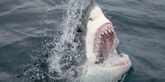 Great White Shark Emerging From the Water