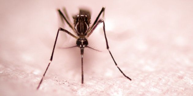 black culex mosquito on ground