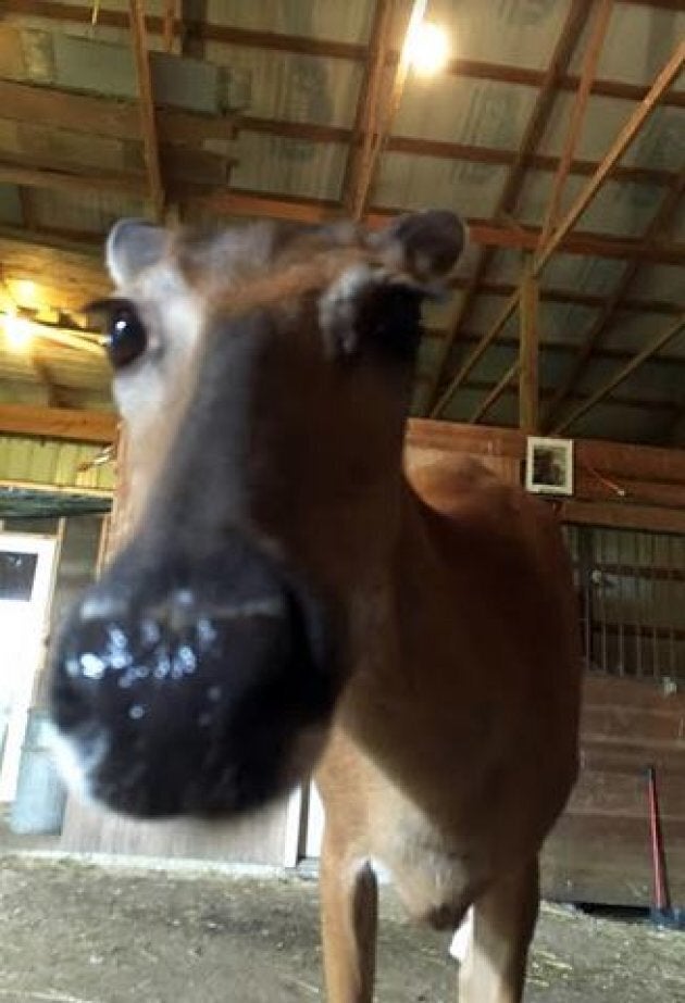 Trooper the deer is something of a miracle; not only surviving being run over by a sickle mower but managing to escape Ohio's law that requires orphaned wildlife to be killed.