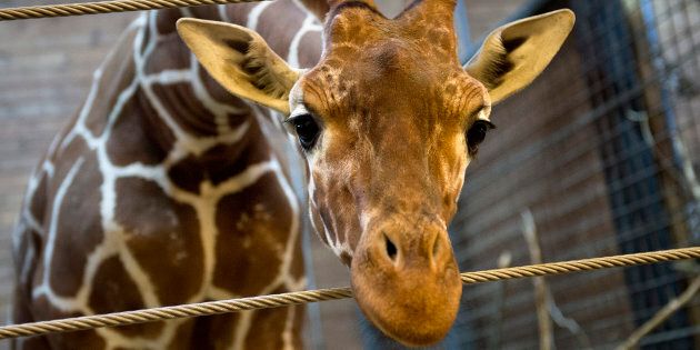 Marius the giraffe, pictured in February 2014.