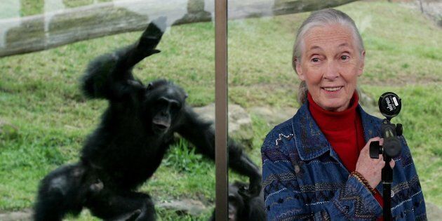 A Chimpanzee jumps at a glass screen as primatologist Dr. Jane Goodall holds a press conference at Taronga Zoo July 14, 2006 in Sydney, Australia.