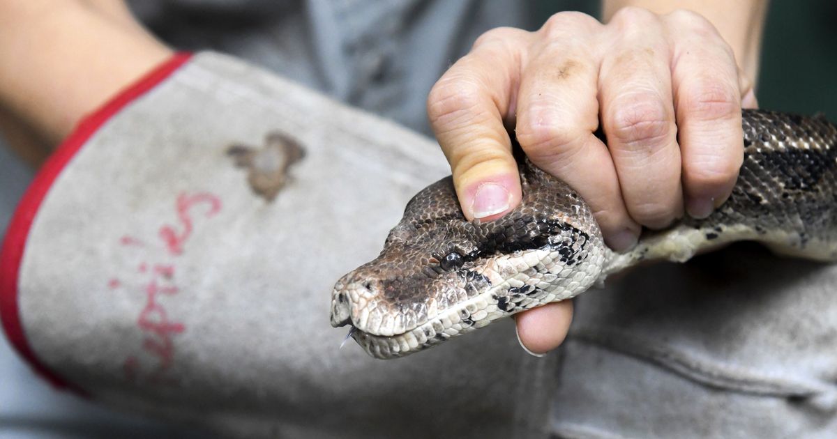 Woman Calls Emergency Services With Boa Constrictor Wrapped Around Her ...