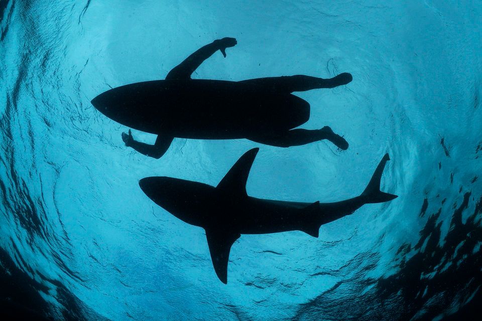 Photojournalist Thomas Peschak has no qualms about swimming with sharks.