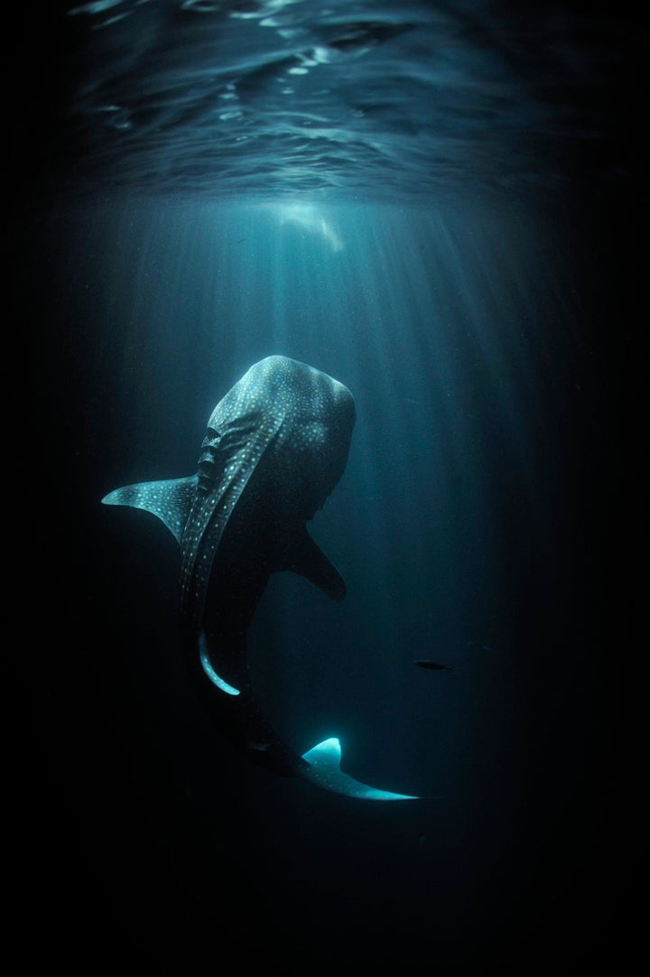 Fishermen's lights attract plankton which in turn attract a young whale shark.
