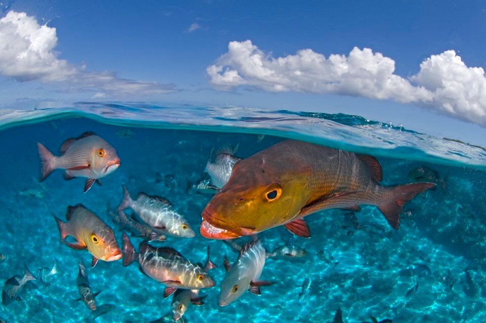 Bohar Snapper, Aldabra Atoll, Seychelles,