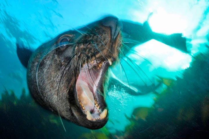 With his underwater lense, Peschak often needs to get within one metre of an animal. Sometimes closer.