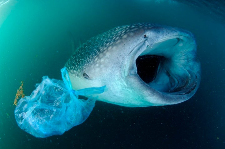 Conservation drives Peschak to photograph beauty but also human impact.