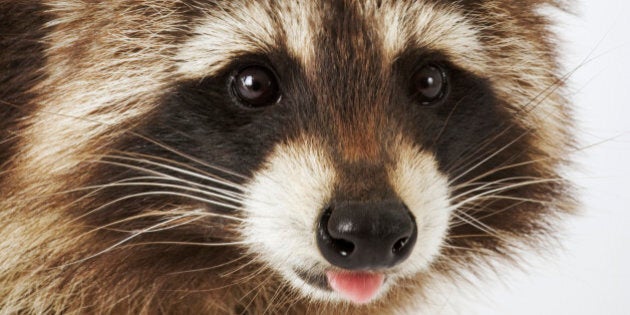 Racoon, close up, studio