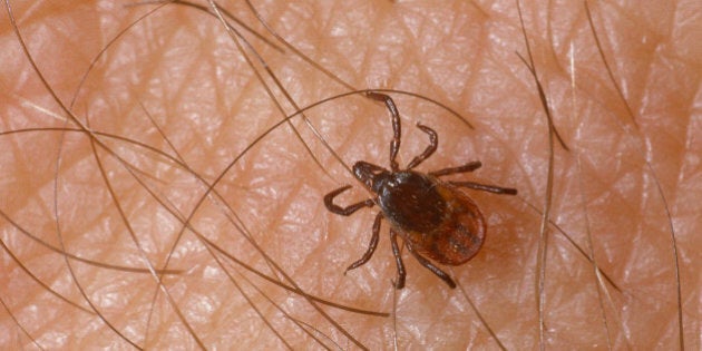 Tick on the human skin