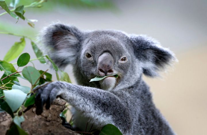 Yo, koalas, way to hoard all the gum leaves.