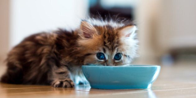 Young Persian kitten with blue eyes eating from blue bowl on floor.