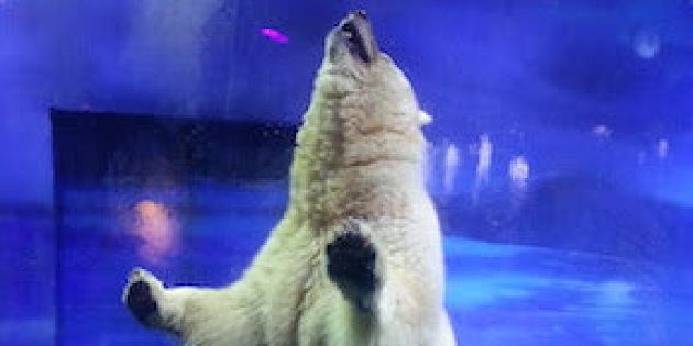 Pizza the polar bear leans on the glass inside his home in a mall in China.