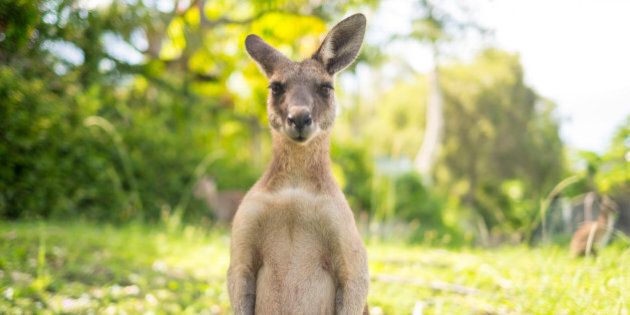 A young kangaroo is looking to camera at open field.