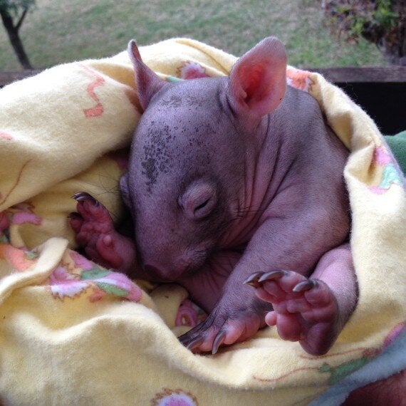 Joey Survives Callous Car  Attack Killing 10 Wombats Near 