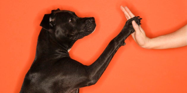 Black mixed breed dog giving female young adult Caucasian a high five.