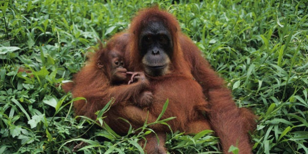 Orang-utan (Pongo pygmaeus) with young, sitting, Gunung Leuser National Park, Indonesia