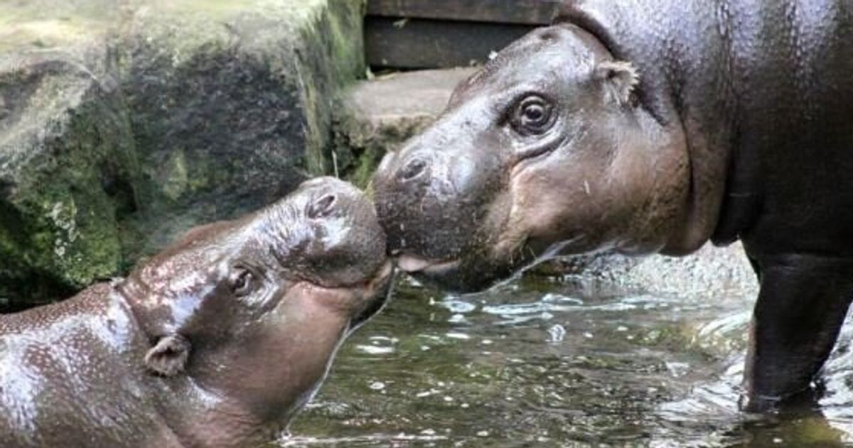 Two Pygmy Hippos Met Face-To-Face For The First Time On Thursday ...