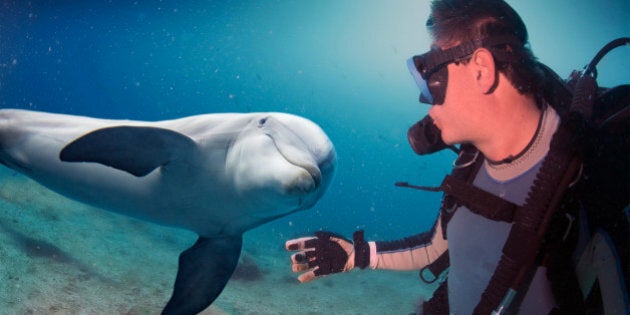 dolphin underwater on reef background looking at you