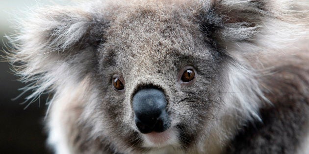 The drone project will be a world-first in developing a robust methodology to use drones to estimate koala numbers.