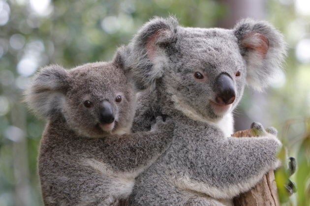 Drones will be able to make an accurate assessment of how many koalas are in south-east Queensland.