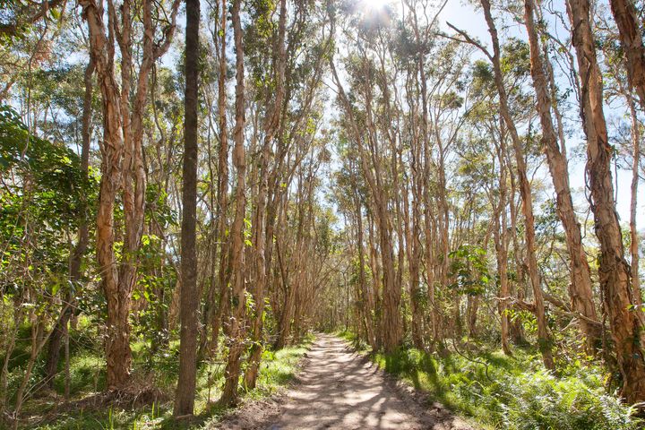 The estate is bordered by Cooloola National Park and nestled among native rainforest.