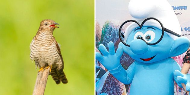 What is cuckoo smurfing and how can you protect yourself against it?