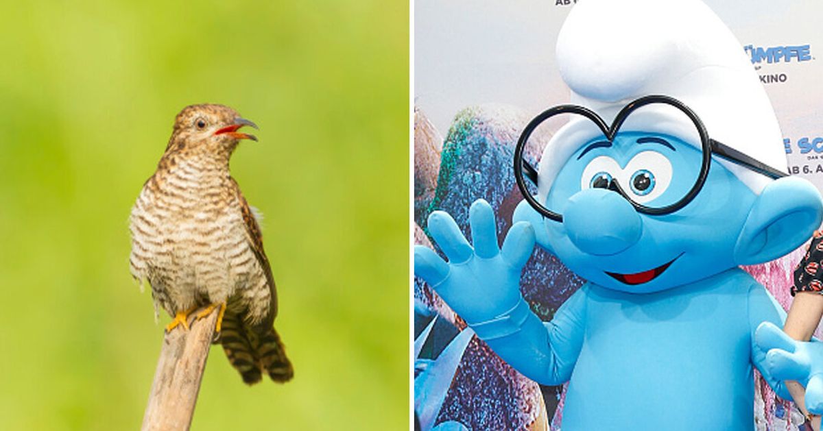 Financial crimes watchdog warns against sly laundering scheme known as  'cuckoo smurfing
