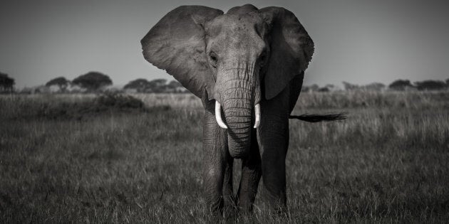 There are no easy answers and no clear paths ahead to ensure the African elephant survives, but the tides are changing in the right direction.