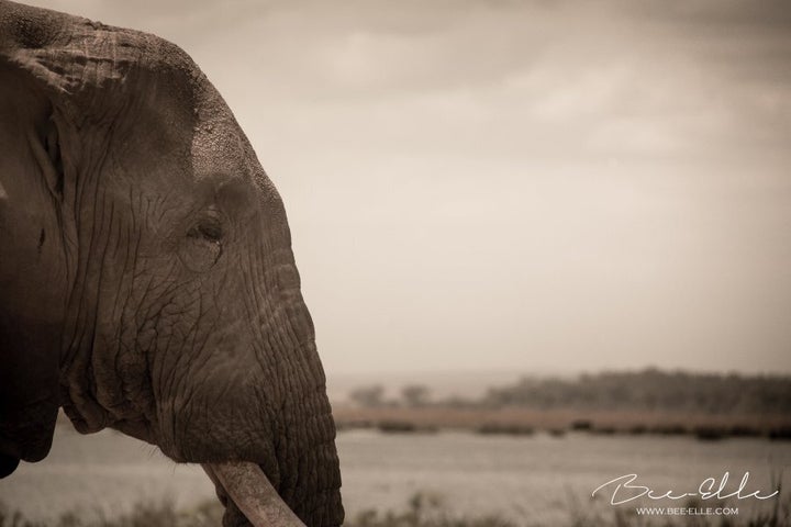 Poaching for ivory is the single largest threat to the African elephant. 