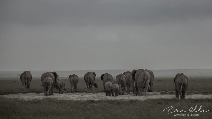 A third of the total population of African elephants plummeted over a 7 year period, primarly due to poaching.