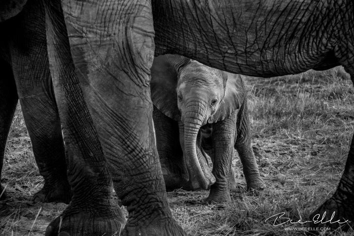 Tanzania's elephants are some of the worst affected by poaching, where populations have sustained a loss of 60% over 5 years. Many of the fallen are mothers and leave orphans behind.