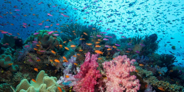 Plethora of colorful marine life on a coral reef in Fiji.