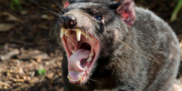 Australia, South Australia, Adelaide. Cleland Wildlife Park. Tasmanian devil (Sarcophilus harrisii) the largest carnivorous marsupial in the world.