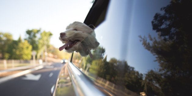 A cockapoo dog is riding in a car with it's head out the window. It's mouth is open and tongue is hanging out. It's fur is blowing in the wind.