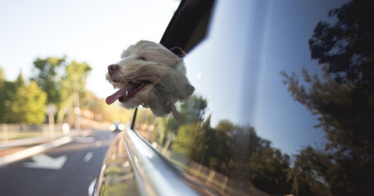 The Ruff Guide To RoadTripping With Dogs HuffPost News