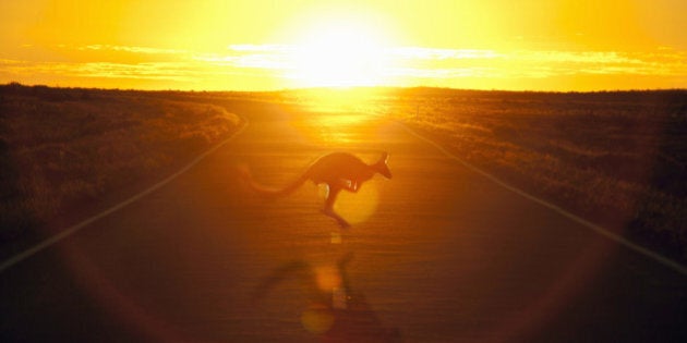 A kangaroo hops across the road against the sunset in the outback.