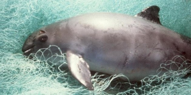 Dead vaquita atop the gillnets that killed it.