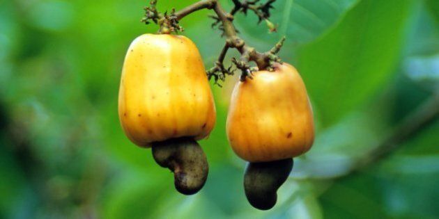 Cashew (Anacardium occidentale) fruits. Golfo Dulce region, Costa Rica.