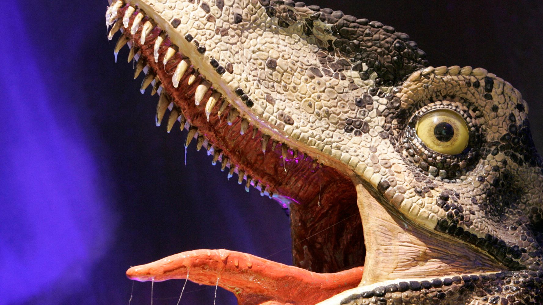 Three Model Raptors Beheaded At National Dinosaur Museum | HuffPost