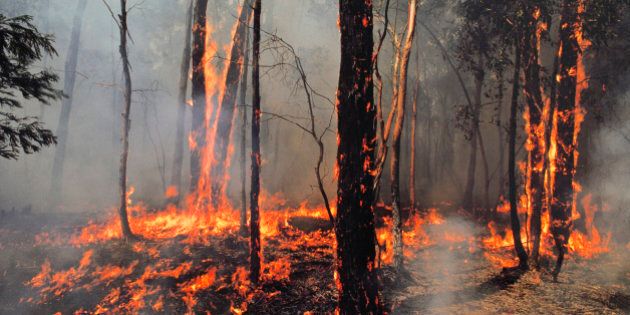 Bushfire burning trees near Ballarat, Victoria, Australia