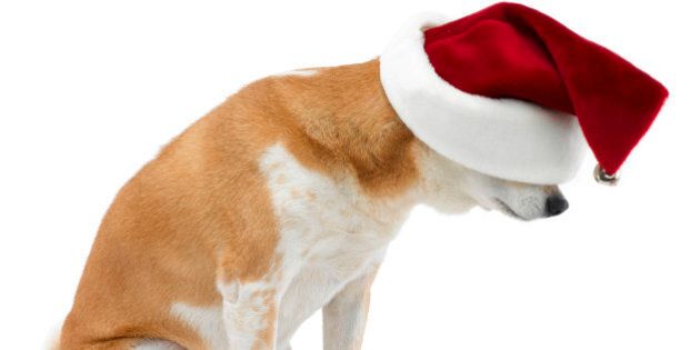 Studio shot of Shiba Inu dog wearing Santa hat