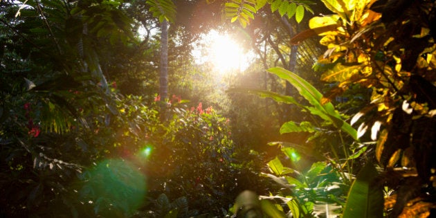 early morning in the rainforest, Costa Rica