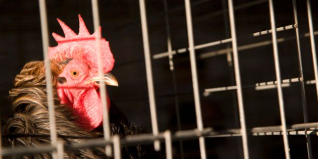 Rooster in cage, close-up
