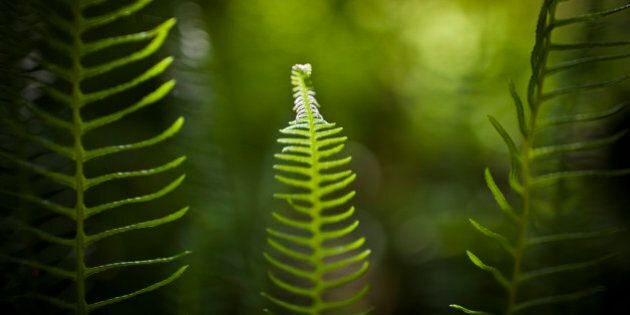 The tip of a new Deer Fern (Blechnum spicant) leaf is illuminated by the morning sun.