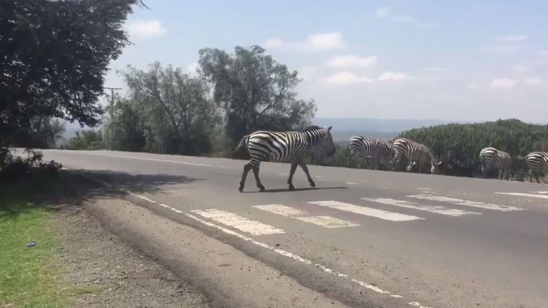 natasha-stott-despoja-just-shared-a-video-of-a-zebra-crossing-at-a