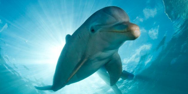 Leeward Dutch Antilles, Curacao, Portrait of Atlantic bottlenose dolphin, Tursiops truncatus,